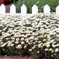 Snowland Chrysanthemum