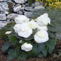 Bliss White Tuberous Begonia