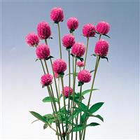 Audray Pink Gomphrena