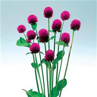 Audray Purple Red Gomphrena