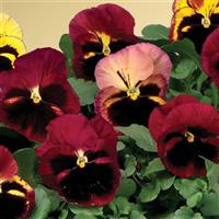 Delta Premium Tapestry Pansy
