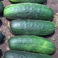 Espirit Cucumber