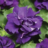 Double Madness™ Blue Double Petunia