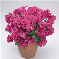 Double Madness™ Rose Double Petunia