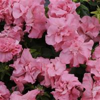 Double Madness™ Satin Pink Double Petunia