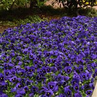 Spring Matrix™ Blue Blotch Pansy