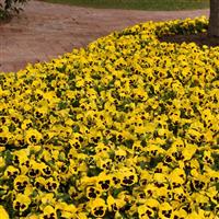 Spring Matrix™ Yellow Blotch Pansy