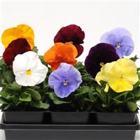 Spring Matrix™ Clear Mixture Pansy