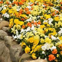 Spring Matrix™ Daffodil Mixture Pansy