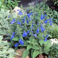 Salvia Patio Deep Blue