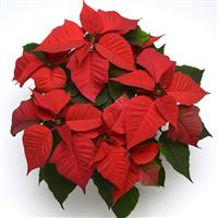 Christmas Feelings™ Red Poinsettia