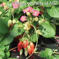 Berri Basket™ Rose Strawberry