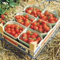 Berri Basket™ White Strawberry