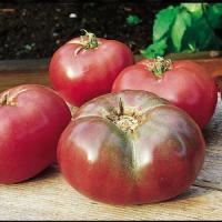 Cherokee Purple Tomato