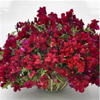 Candy Showers Red Snapdragon