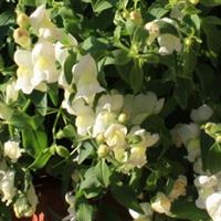 Candy Showers White Snapdragon