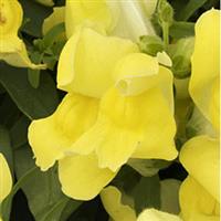Candy Showers Yellow Snapdragon