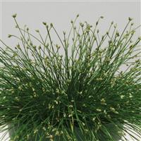 Live Wire ColorGrass® Isolepis