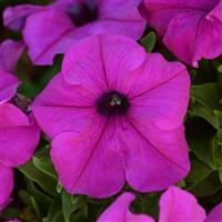 Pretty Grand™ Violet Petunia