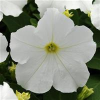 Pretty Grand™ White Petunia