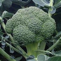 Ironman Broccoli