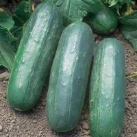 Eureka Cucumber