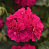 Focus™ Rose Ivy Geranium