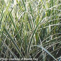Grass Miscanthus variegatus 
