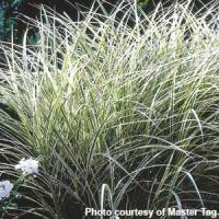 Grass Miscanthus variegatus 