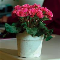 Primlet<sup>®</sup> Rose with Edge Primula