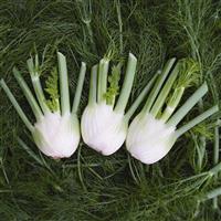 Orion Fennel