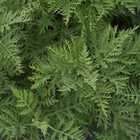 Artemisia gmelinii SunFern™ Arcadia