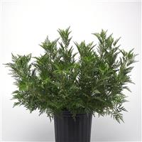 Artemisia gmelinii SunFern™ Olympia