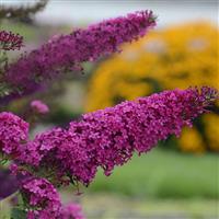 Buddleia davidii Monarch<sup>®</sup> Queen of Hearts