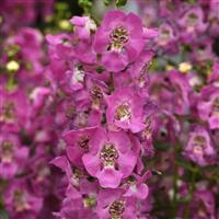 Archangel™ Pink Improved Angelonia