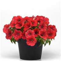 CannonBall™ Red Petunia