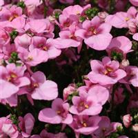 Piccadilly™ Pink Diascia