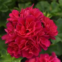 Royal™ Hot Pink Ivy Geranium