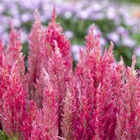 Bright Sparks Pink Celosia