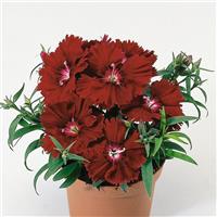 Diana Crimson Dianthus