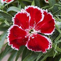 Diana Scarlet Bicolor Dianthus