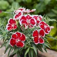 Diana Scarlet Bicolor Dianthus