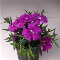 Diana Blueberry Dianthus