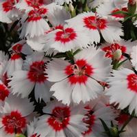 Diana White Red Eye Dianthus