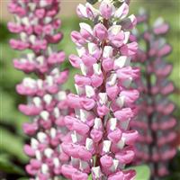 Lupin Gallery Pink Bicolor
