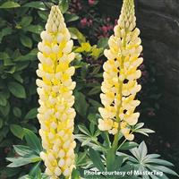 Lupin Gallery Yellow Shades