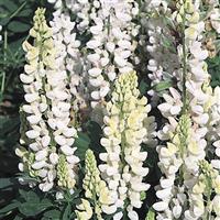 Lupin Gallery White Shades