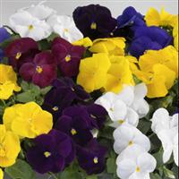 Grandio Clear Colors Mix Pansy