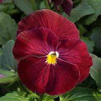 Grandio Clear Rose Pansy