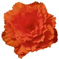 Nonstop Joy Orange Tuberous Begonia